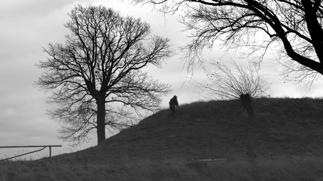 Video Reference: Tree, Branch, Black-and-white, Monochrome photography, Sky, Monochrome, Woody plant, Photography, Stock photography, Twig