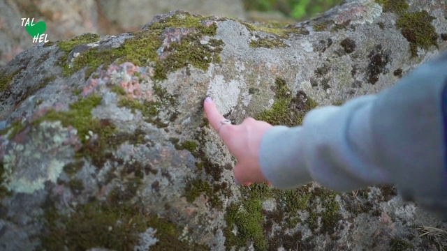 Video Reference: Rock, Non-vascular land plant, Geology, Moss, Organism, Bedrock, Plant, Soil, Outcrop