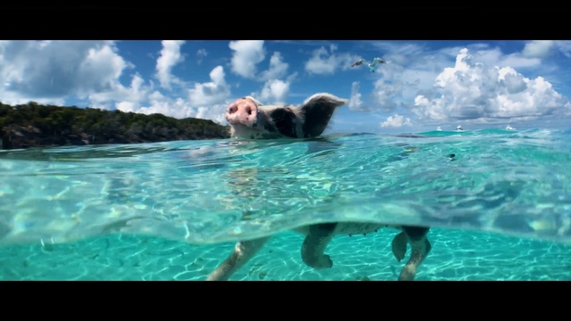 Video Reference: Leisure, Sea, Ocean, Sea otter, Fun, Marine mammal, Mustelidae, Adaptation, Swimming, Carnivore