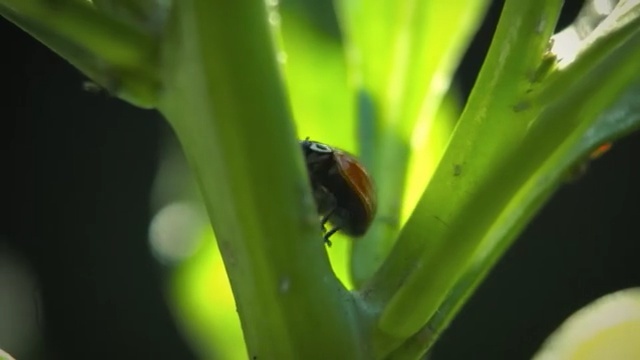 Video Reference: Nature, Insect, Leaf, Macro photography, Plant stem, Close-up, Plant, Grass, Pest, Membrane-winged insect