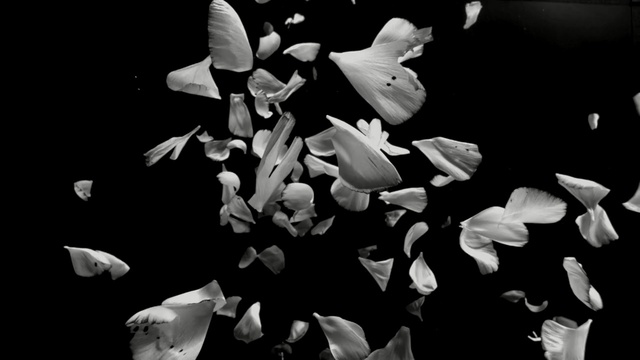 Video Reference: Monochrome photography, White, Black, Black-and-white, Petal, Still life photography, Monochrome, Organism, Photography, Leaf