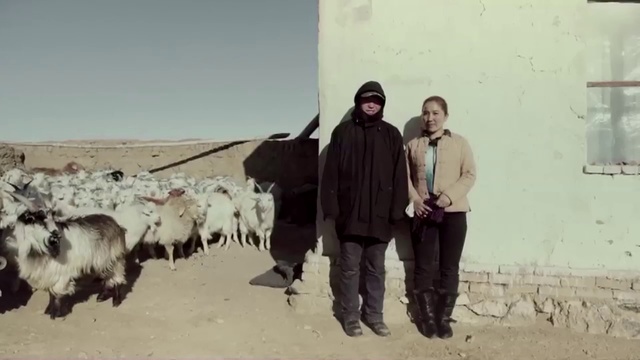 Video Reference: Herd, Bovine, Herder, Adaptation, Cow-goat family, Shepherd, Livestock, Goatherd, Person