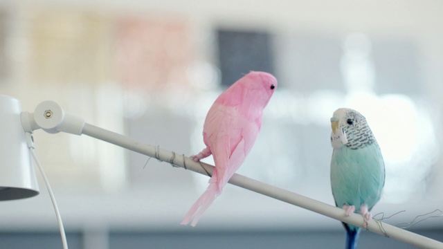 Video Reference: Bird, Budgie, Parakeet, Parrot, Beak, Lovebird, Feather, Pink, Cage, Wing