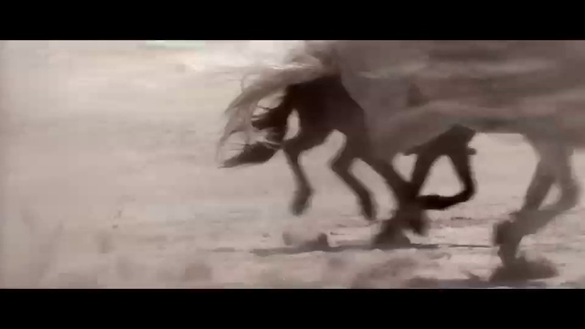 Video Reference: Horse, Mane, Stallion, Mustang horse, Animation, Black-and-white, Wildlife, Art, Monochrome photography, Visual arts