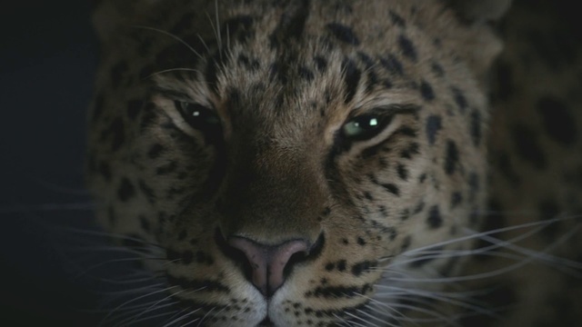 Video Reference: Terrestrial animal, Vertebrate, Wildlife, Whiskers, Mammal, Leopard, Felidae, Snout, Big cats, Jaguar