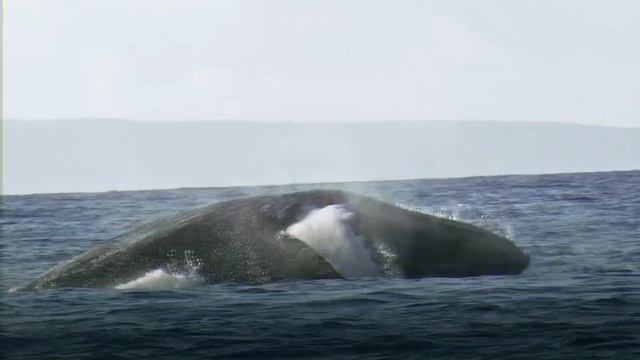Video Reference: marine mammal, mammal, whale, whales dolphins and porpoises, humpback whale, ocean, sea