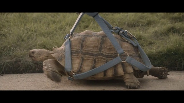 Video Reference: Tortoise, Turtle, Galápagos tortoise, Reptile, Chelonoidis, Common snapping turtle, Pond turtle, Sea turtle, Adaptation, Desert tortoise