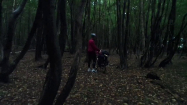 Video Reference: Woodland, Forest, Nature, Natural environment, Tree, Trail, Jungle, Old-growth forest, Wilderness, Nature reserve