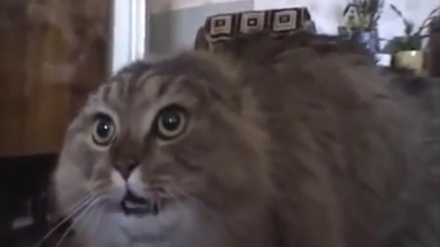 Video Reference: Cat, Mammal, Vertebrate, Small to medium-sized cats, Felidae, Whiskers, Carnivore, Siberian, Domestic long-haired cat, Norwegian forest cat