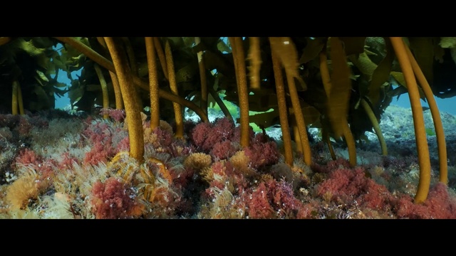 Video Reference: Underwater, Reef, Coral reef, Marine biology, Nature, Natural environment, Organism, Coral, Fish, Invertebrate