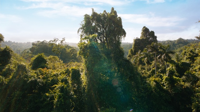 Video Reference: Vegetation, Nature, Green, Sky, Tree, Sunlight, Light, Atmospheric phenomenon, Natural landscape, Nature reserve, Person