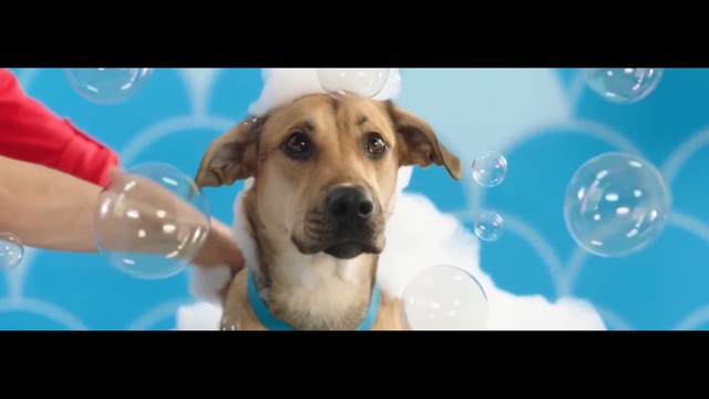 Video Reference: Dog, Vertebrate, Dog breed, Canidae, Mammal, Broholmer, Nose, Carnivore, Snout, Labrador retriever, Person