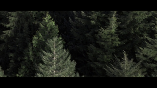 Video Reference: Tree, Nature, Forest, Vegetation, Tropical and subtropical coniferous forests, Natural environment, Biome, Evergreen, Wilderness, Woody plant