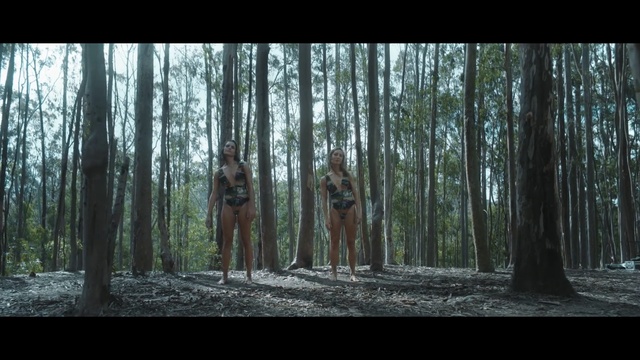 Video Reference: tree, woodland, nature, forest, mammal, woody plant, ecosystem, path, wildlife, plant