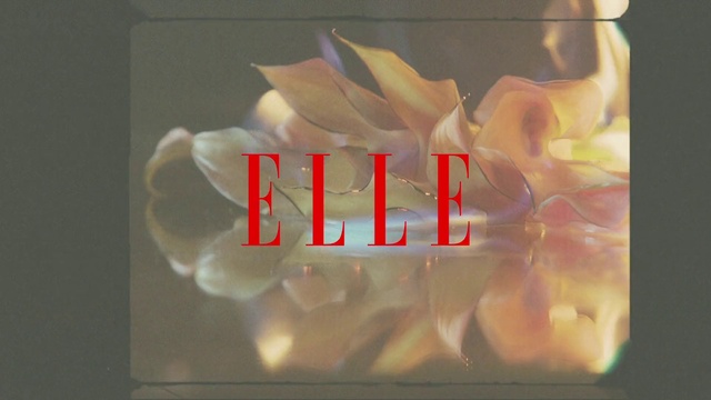 Video Reference: Text, Font, Petal, Flower, Plant, Graphics
