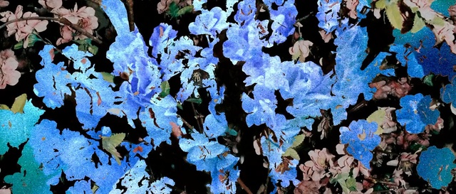 Video Reference: Blue, Flower, Plant, Flowering plant, Petal, Spring, Groundcover, Borage family, Wildflower, Delphinium, Person