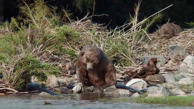 Video Reference: Wildlife, Brown bear, Adaptation, Bank, Carnivore, Grizzly bear
