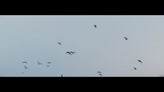 Video Reference: sky, flock, bird migration, atmosphere, animal migration, bird, crane like bird, black and white, wing, beak, Person
