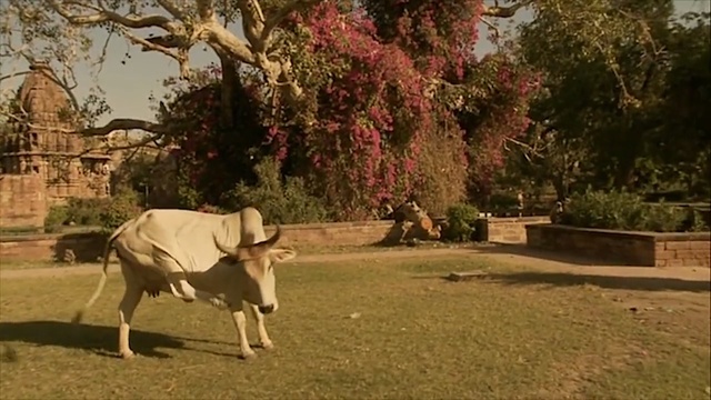 Video Reference: tree, plant, pasture, cattle like mammal, rural area, grass, herd, zoo, landscape, wildlife