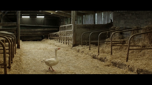 Video Reference: darkness, livestock, screenshot, beak, water bird, bird