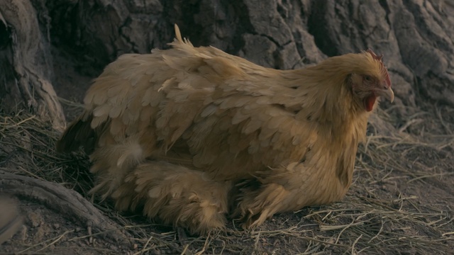 Video Reference: chicken, fauna, galliformes, beak, rooster, bird, poultry, fowl, feather, tree