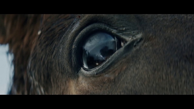 Video Reference: Eye, Horse, Close-up, Mustang horse, Organ, Iris, Snout, Photography, Wildlife, Mane