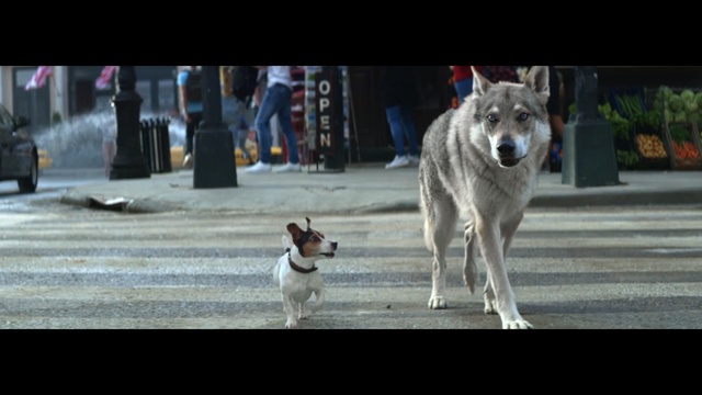 Video Reference: dog like mammal, dog, dog breed, mammal, dog breed group, vertebrate, saarloos wolfdog, czechoslovakian wolfdog, wolfdog, tamaskan dog