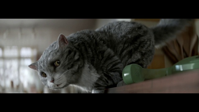 Video Reference: Cat, Mammal, Vertebrate, Small to medium-sized cats, Tabby cat, Felidae, European shorthair, Whiskers, Domestic short-haired cat, Carnivore