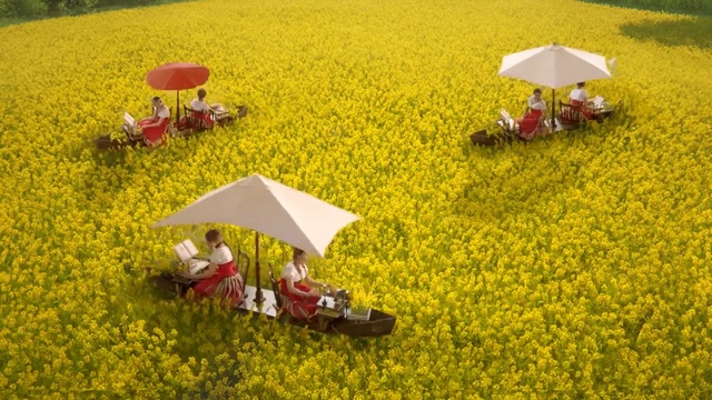 Video Reference: Yellow, Rapeseed, Canola, Field, Plant, Grass, Rural area, Mustard plant, Crop, Flower