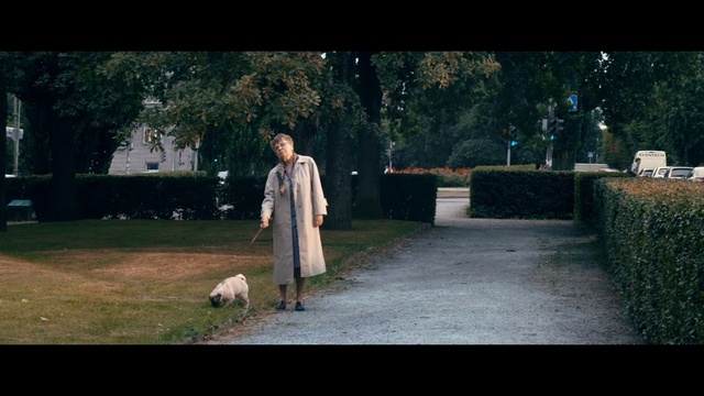 Video Reference: Canidae, Grass, Photography, Sporting Group, Companion dog