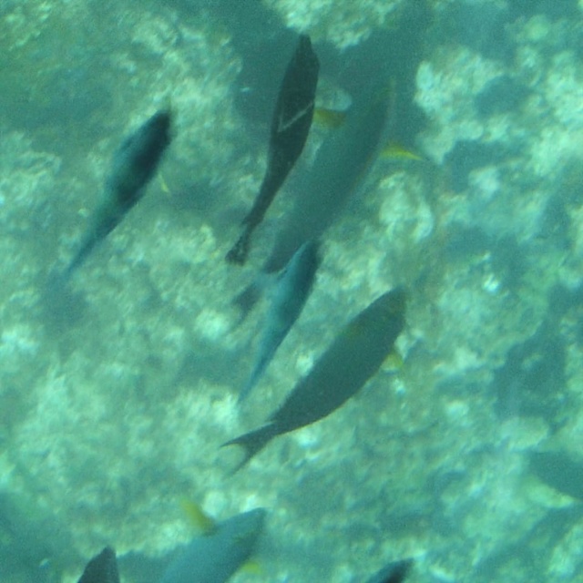 Video Reference: water, marine biology, underwater, ecosystem, fauna, fish, fish, organism, reef, fin, Person