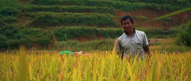 Video Reference: People in nature, Paddy field, Grassland, Field, Agriculture, Crop, Grass family, Grass, Farm, Prairie