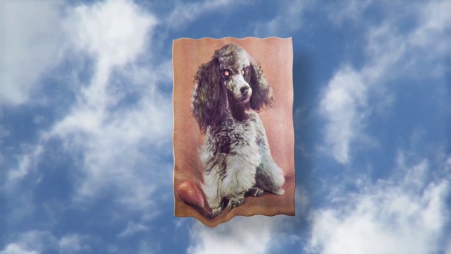 Video Reference: Dog, Canidae, Cocker spaniel, Dog breed, Carnivore, Sky, English cocker spaniel, Sporting group, Spaniel, Snout, Outdoor, Clouds, Looking, Cloudy, Brown, Large, Standing, Blue, Hanging, Close, Sign, Air, Bird, White, Animal, Cloud, Text, Day