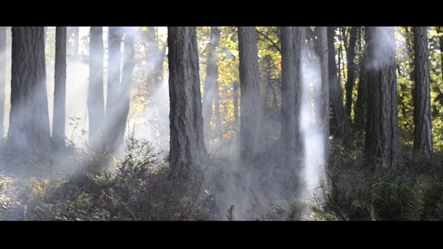 Video Reference: Nature, Tree, Forest, Natural environment, Natural landscape, Sunlight, Woodland, Atmospheric phenomenon, Light, Northern hardwood forest