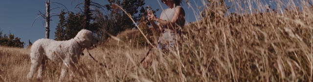 Video Reference: ecosystem, grass family, grass, field, phragmites, grassland, hay, prairie, wildlife, straw