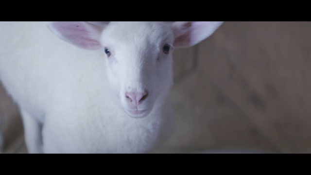Video Reference: Mammal, Vertebrate, Goats, Goat, Sheep, Nose, Snout, Cow-goat family, Livestock, Goat-antelope