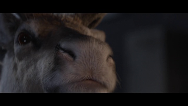 Video Reference: Mammal, Vertebrate, Rabbit, Domestic rabbit, Wildlife, Rabbits and Hares, Snout, Nose, Hare, Whiskers
