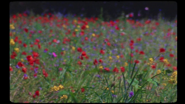Video Reference: Flower, Meadow, Wildflower, Plant, Ecoregion, Coquelicot, Prairie, Grassland, Grass family, Grass