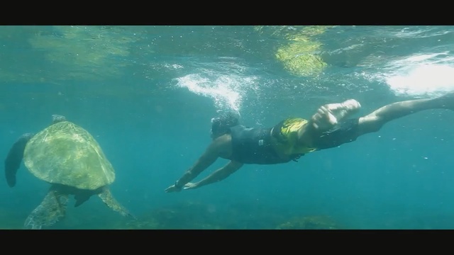 Video Reference: Underwater, Snorkeling, Water, Swimming, Recreation, Marine biology, Underwater diving, Freediving, Organism, Green sea turtle