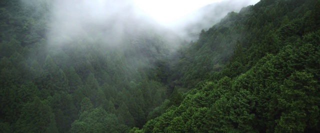 Video Reference: Vegetation, Hill station, Nature, Forest, Atmospheric phenomenon, Nature reserve, Jungle, Tropical and subtropical coniferous forests, Rainforest, Natural environment