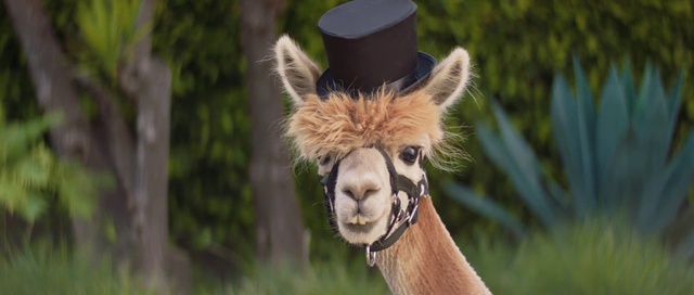 Video Reference: Mammal, Vertebrate, Alpaca, Camelid, Llama, Terrestrial animal, Wildlife, Snout, Vicuña, Organism