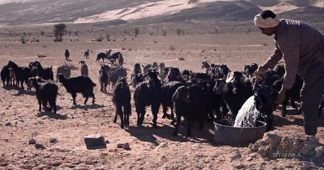 Video Reference: Herd, Herder, Herding, Goatherd, Landscape, Adaptation, Goat, Shepherd, Pack animal, Goats