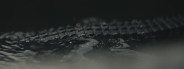 Video Reference: water, black and white, macro photography, photography, close up, darkness, organism, monochrome, stock photography