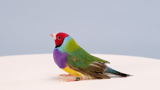 Video Reference: bird, beak, fauna, finch, feather, parrot, parakeet, wing, common pet parakeet, perico