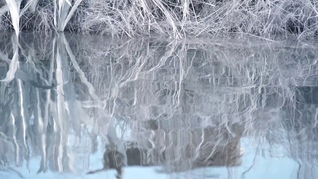 Video Reference: Freezing, Water, Ice, Tree, Winter, Branch, Frost, Plant, Black-and-white, Drawing