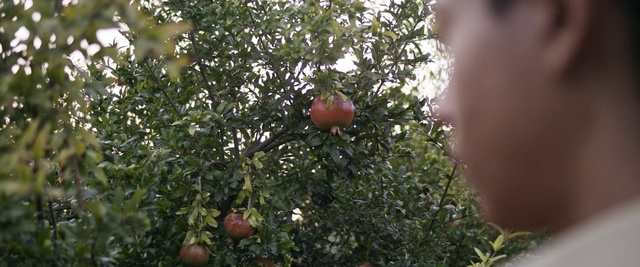 Video Reference: Pomegranate, Plant, Tree, Fruit, Woody plant, Flower, Branch, Citrus, Food, Fruit tree