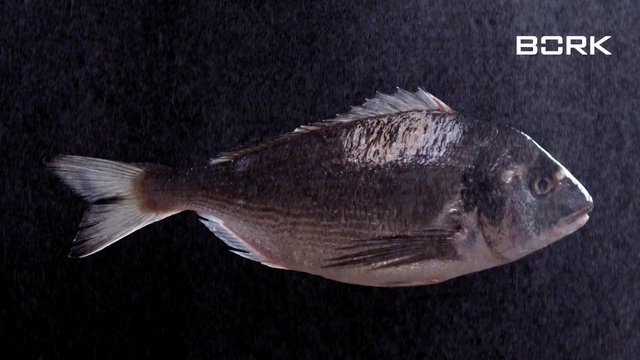 Video Reference: Fish, Fish, Tilapia, Organism, Tilapia, Sole, Bony-fish, Ray-finned fish