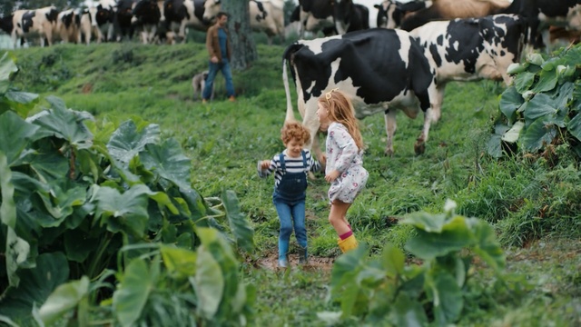 Video Reference: agriculture, farm, cattle like mammal, field, pasture, rural area, dairy cow, grass, plant, livestock