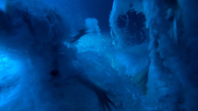 Video Reference: Blue, Turquoise, Water, Ice cave, Organism, Glacial landform, Electric blue, Underwater, Marine biology