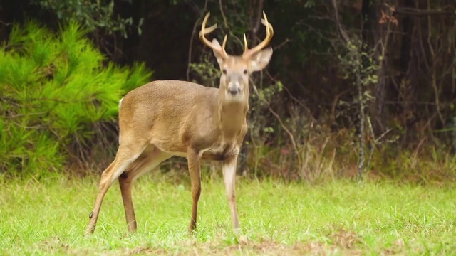 Video Reference: Mammal, Wildlife, Vertebrate, Deer, Antler, Terrestrial animal, Horn, Reindeer, Nature reserve, White-tailed deer